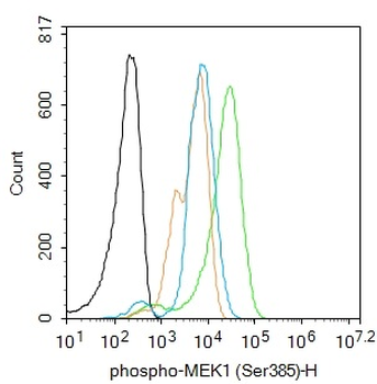 Phospho-MEK1 (Ser385) Rabbit Polyclonal Antibody