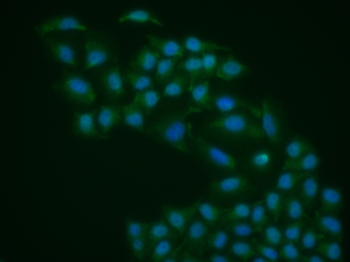 Phospho-ERK5 (Ser496) Rabbit Polyclonal Antibody