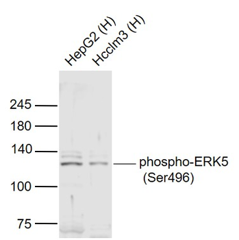 Phospho-ERK5 (Ser496) Rabbit Polyclonal Antibody