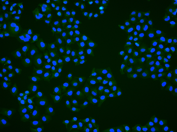 Phospho-MKP1 (Ser359) Rabbit Polyclonal Antibody