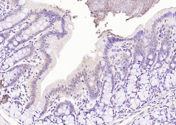 Phospho-MKP1 (Ser359) Rabbit Polyclonal Antibody