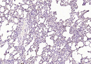 Phospho-MKP1 (Ser359) Rabbit Polyclonal Antibody