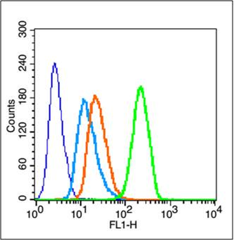 Phospho-Estrogen Receptor alpha (Ser305) Rabbit Polyclonal Antibody