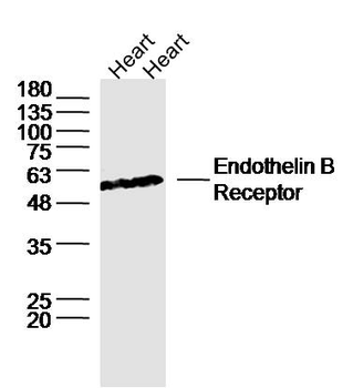 Endothelin B Receptor Rabbit Polyclonal Antibody