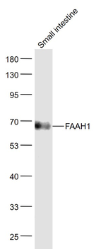 FAAH1 Rabbit Polyclonal Antibody