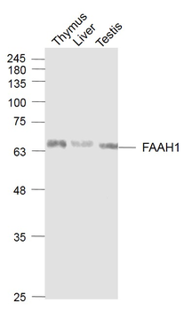 FAAH1 Rabbit Polyclonal Antibody