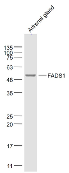 FADS1 Rabbit Polyclonal Antibody