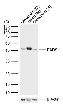 FADS1 Rabbit Polyclonal Antibody