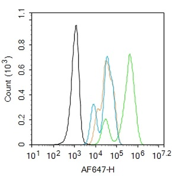 Phospho-FAK (Tyr576 + Tyr577) Rabbit Polyclonal Antibody
