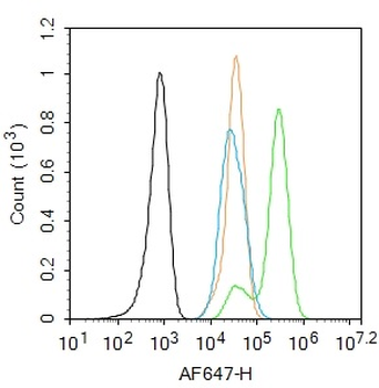 Phospho-FAK (Tyr576 + Tyr577) Rabbit Polyclonal Antibody