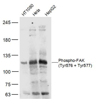 Phospho-FAK (Tyr576 + Tyr577) Rabbit Polyclonal Antibody