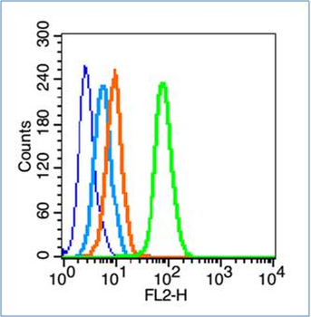 Phospho-FAK (Tyr407) Rabbit Polyclonal Antibody