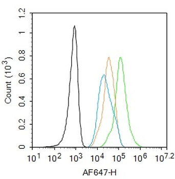Phospho-FAK (Tyr407) Rabbit Polyclonal Antibody