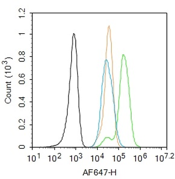 Phospho-FAK (Ser722) Rabbit Polyclonal Antibody
