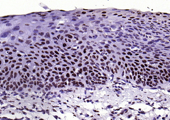 Phospho-FGFR1 (Tyr307) Rabbit Polyclonal Antibody