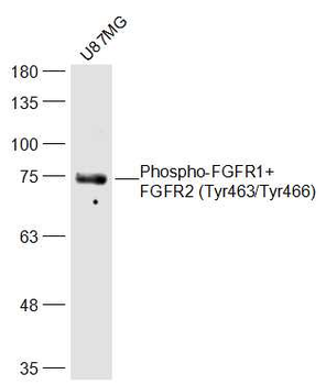 Phospho-FGFR1+FGFR2 (Tyr463/Tyr466) Rabbit Polyclonal Antibody