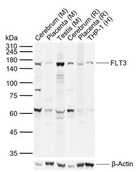 FLT3 Rabbit Polyclonal Antibody
