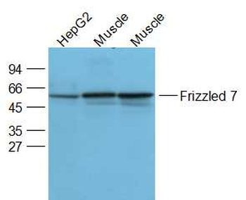 Frizzled 7 Rabbit Polyclonal Antibody