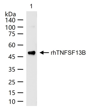 Flag Tag Mouse Monoclonal Antibody (HRP)