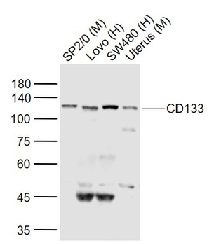 CD133 Rabbit Polyclonal Antibody