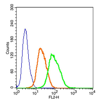 CD133 Rabbit Polyclonal Antibody
