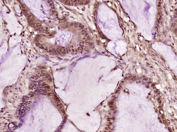 Caspase-2 p13 Rabbit Polyclonal Antibody