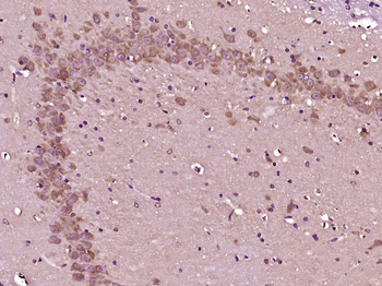 Caspase-2 p13 Rabbit Polyclonal Antibody