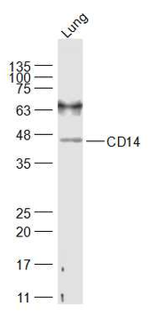 CD14 Rabbit Polyclonal Antibody