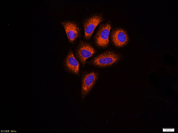 GRP78/Bip Mouse Monoclonal Antibody