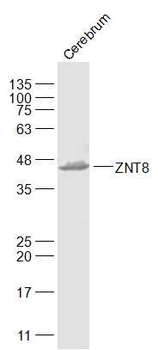 ZNT8 Rabbit Polyclonal Antibody