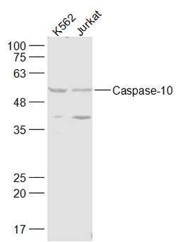 Caspase-10 Rabbit Polyclonal Antibody