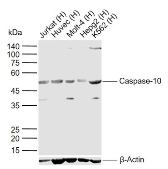 Caspase-10 Rabbit Polyclonal Antibody