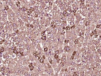 PKC delta Rabbit Polyclonal Antibody