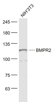 BMPR2 Rabbit Polyclonal Antibody