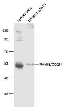 RANKL/CD254 Rabbit Polyclonal Antibody