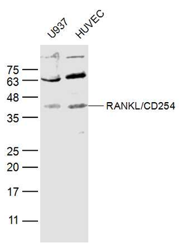 RANKL/CD254 Rabbit Polyclonal Antibody