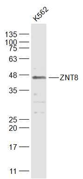 ZNT8 Rabbit Polyclonal Antibody