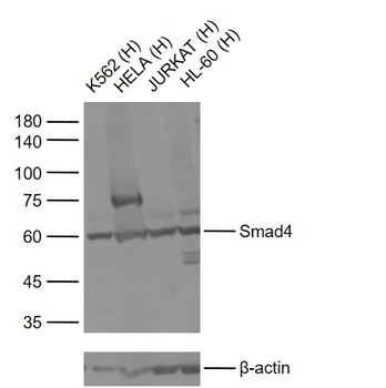 Smad4 Rabbit Polyclonal Antibody