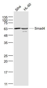 Smad4 Rabbit Polyclonal Antibody