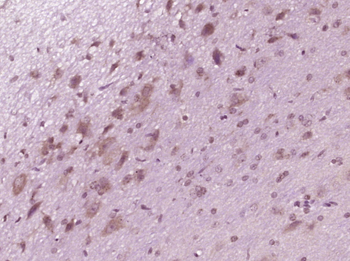 RGC32 Rabbit Polyclonal Antibody