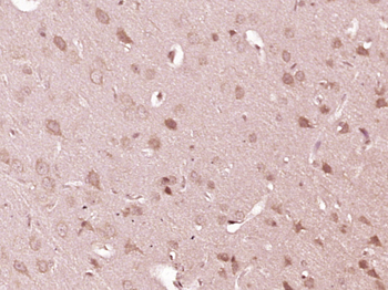 RGC32 Rabbit Polyclonal Antibody