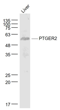 PTGER2 Rabbit Polyclonal Antibody