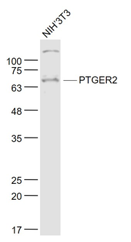 PTGER2 Rabbit Polyclonal Antibody