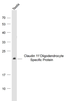 CLDN11 Rabbit Polyclonal Antibody