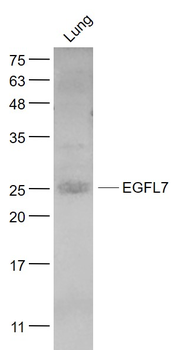 EGFL7 Rabbit Polyclonal Antibody