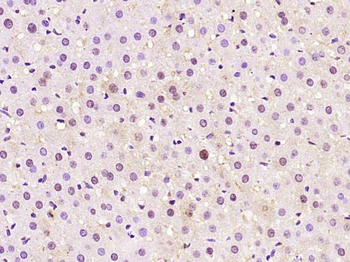 E2F3 Rabbit Polyclonal Antibody