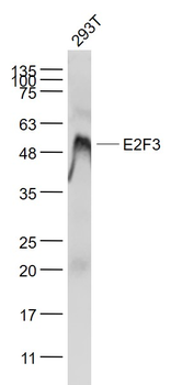 E2F3 Rabbit Polyclonal Antibody