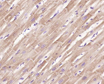 NUCB2 Rabbit Polyclonal Antibody