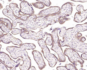 NUCB2 Rabbit Polyclonal Antibody