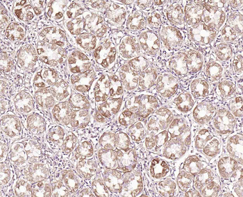 NUCB2 Rabbit Polyclonal Antibody